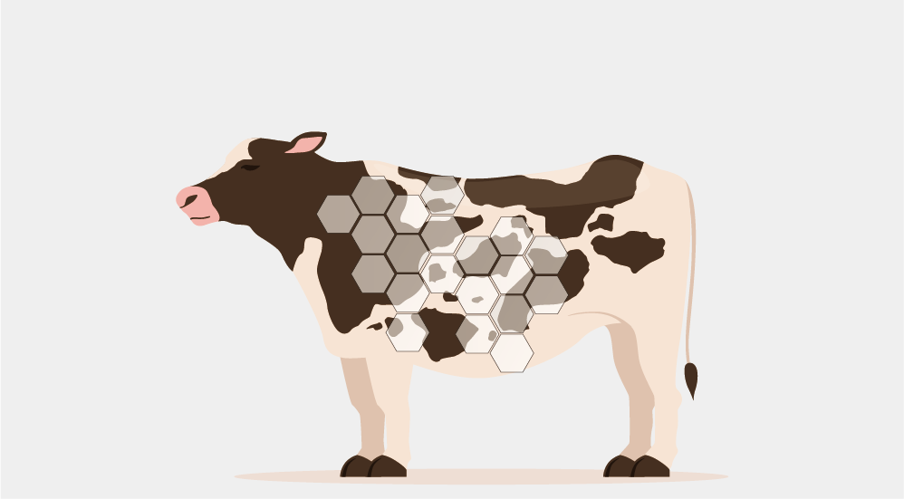 Schrödinger's Cow